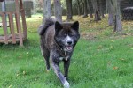 Thor Foto 1