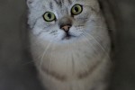Godric Foto 1