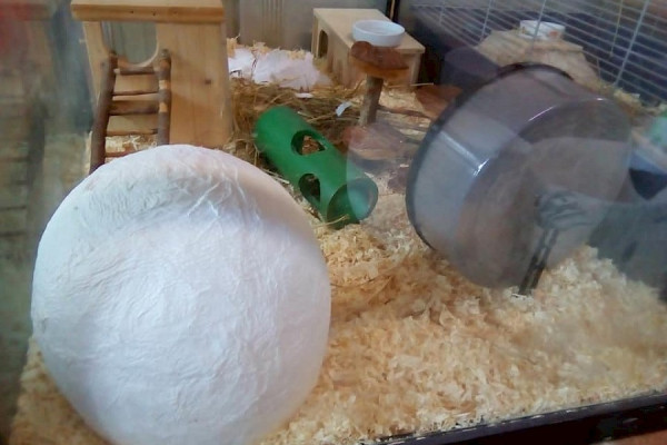 Treffen der Jugendgruppe März 2018 - Hamsteriglus