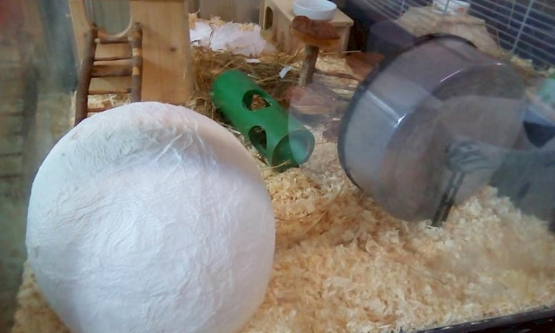 Treffen der Jugendgruppe März 2018 - Hamsteriglus