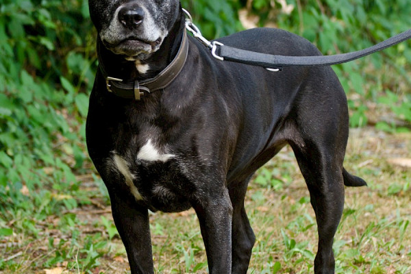Zeitungsartikel über unsere Gini und das Gassigehen