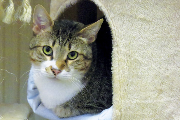 Kater Neko muss ins MRT
