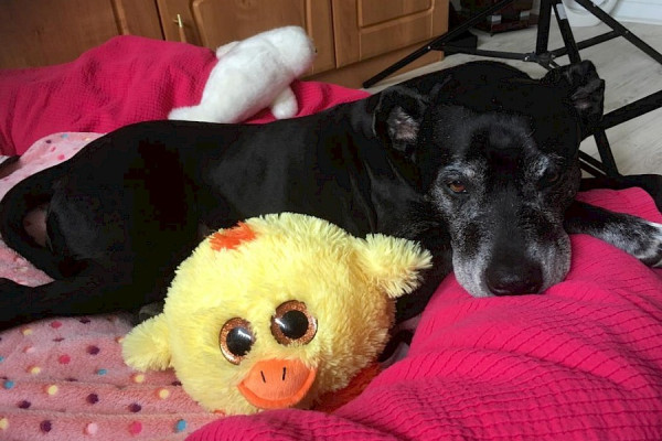 Zuhause gefunden - Ex-Tierheimhund Gini im TV