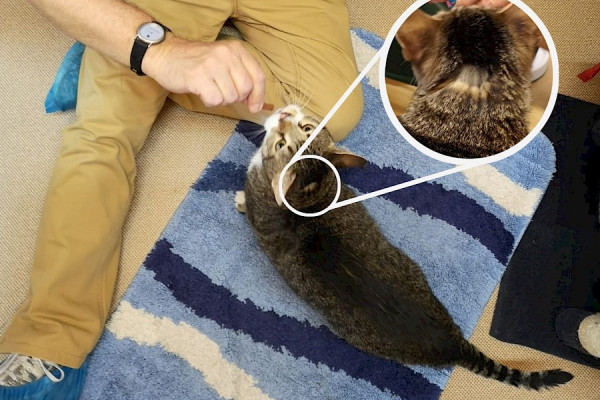 Neko sagt „Danke“