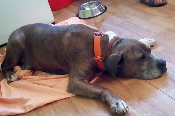 Treffen der Jugendgruppe Juli 2019 - Was ist ein Listenhund?