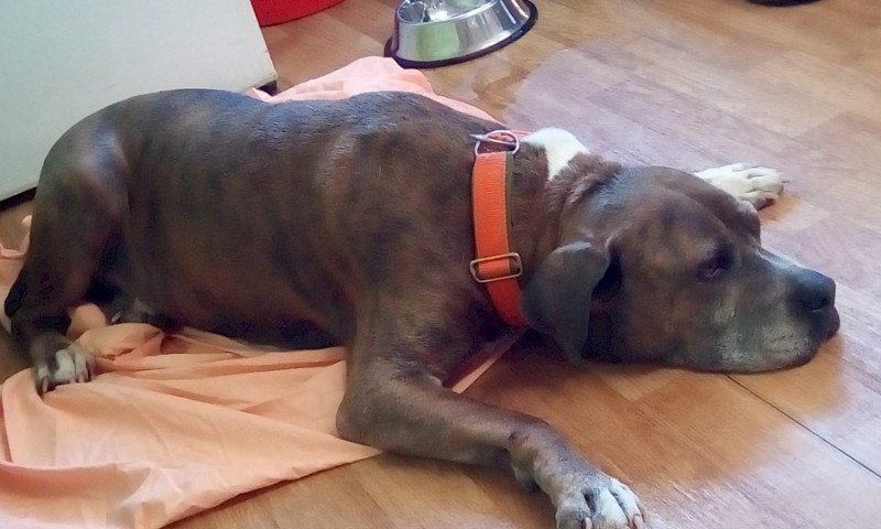 Treffen der Jugendgruppe Juli 2019 - Was ist ein Listenhund?