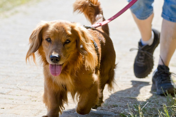 Müll – eine Gefahr für unsere Hunde – wir räumen auf