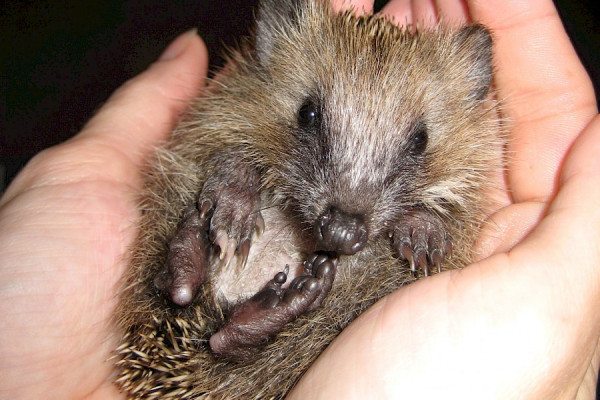 Igel-Nassfutter benötigt