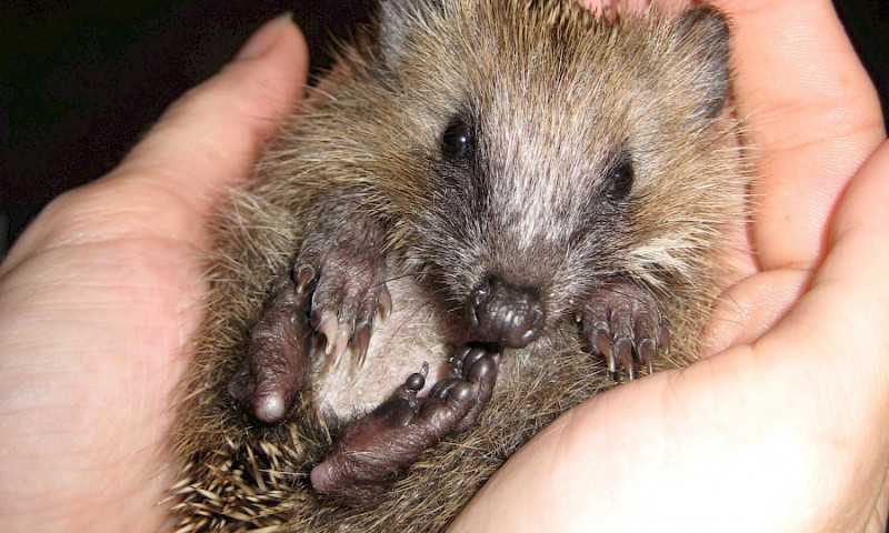 Igel-Nassfutter benötigt