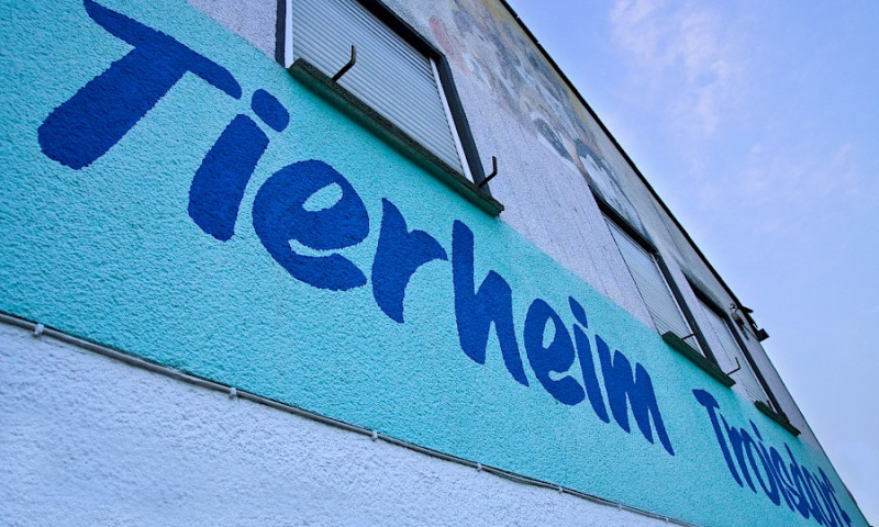Tierheim bis auf weiteres für den Publikumsverkehr geschlossen.