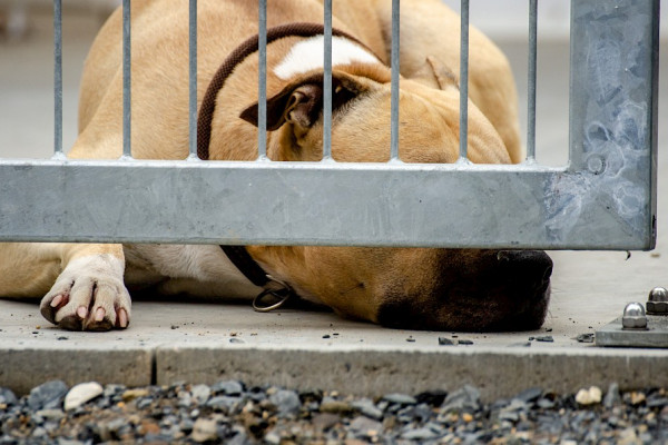 Tierheim ab dem 20. Juni wieder für Besucher geöffnet