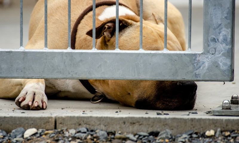 Tierheim ab dem 20. Juni wieder für Besucher geöffnet
