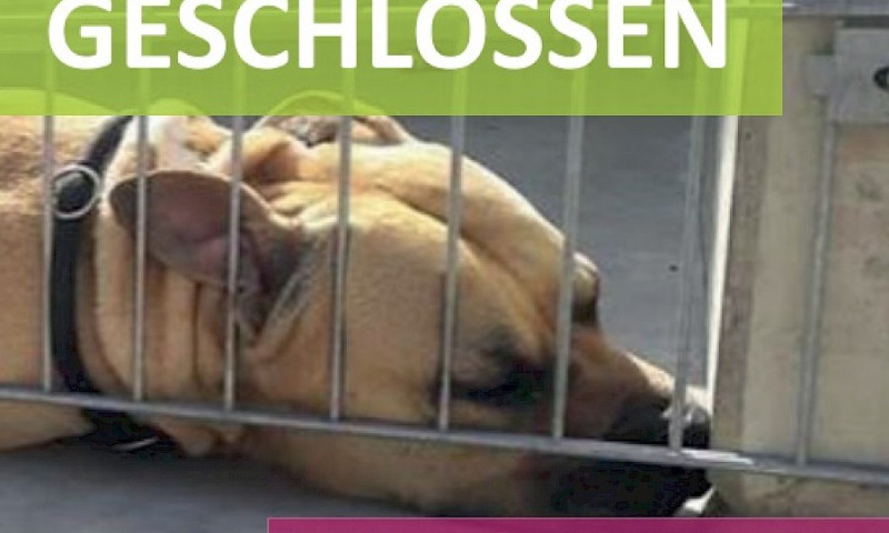 Tierheim am Wochenende für Besucher geschlossen