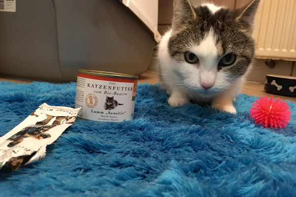 Überraschung für unsere Katzen
