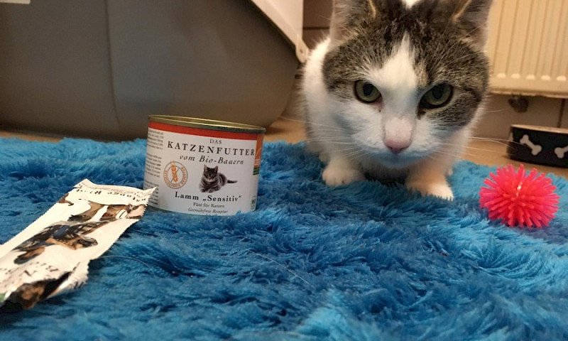 Überraschung für unsere Katzen