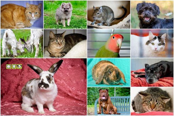 Tierheimkalender 2021 jetzt erhältlich