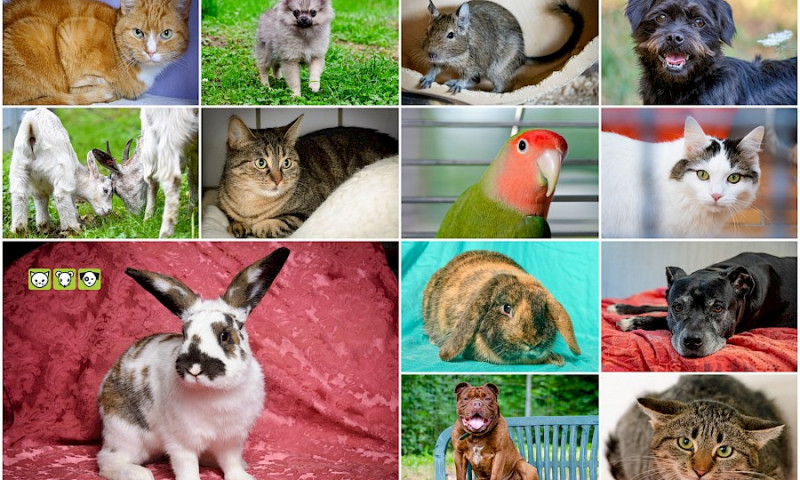Tierheimkalender 2021 jetzt erhältlich