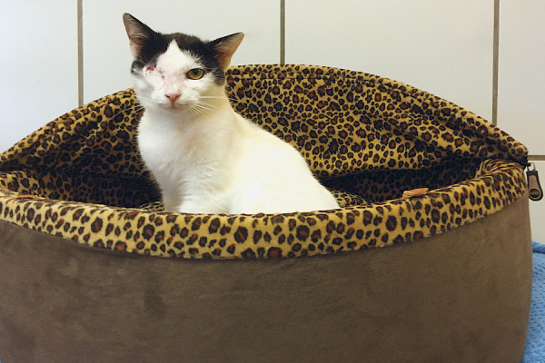 Katzen im Glück