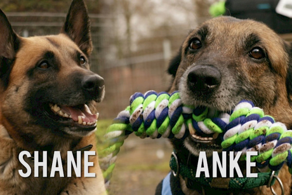 Pechvögel Shane und Anke suchen ihre neuen Leute