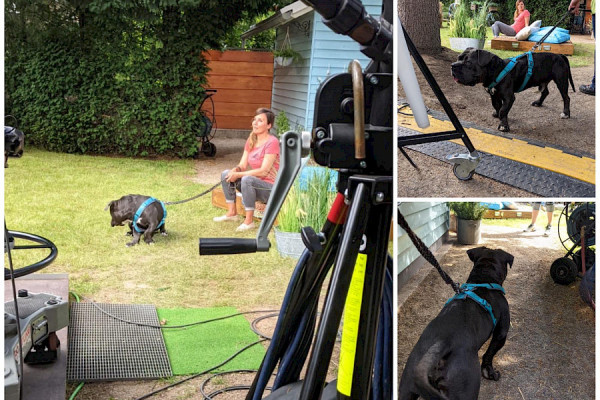 Notfell Morpheus bei Tiere suchen ein Zuhause