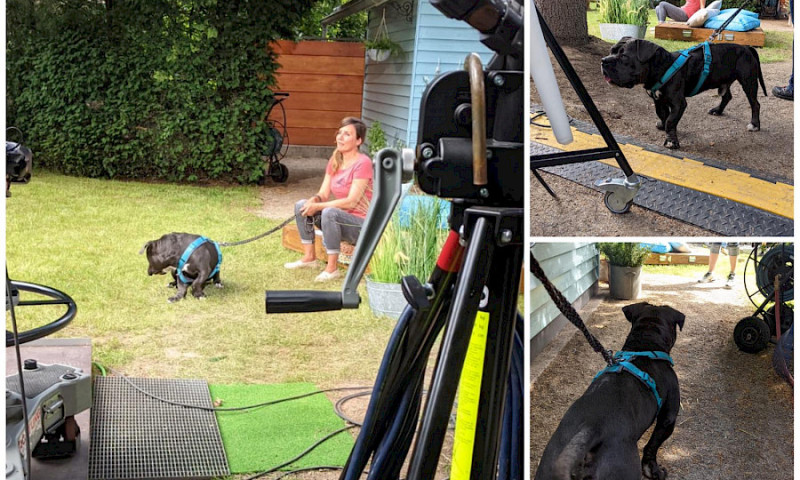 Notfell Morpheus bei Tiere suchen ein Zuhause