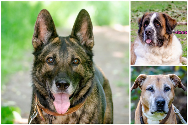 Frieda, John-Boy und Odin bei "Tiere suchen ein Zuhause"
