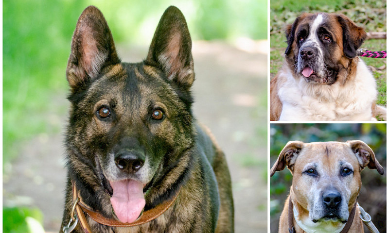 Frieda, John-Boy und Odin bei "Tiere suchen ein Zuhause"