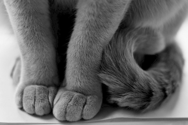 Katzen besuchen - Unterstützung bei Nachkontrollen gesucht