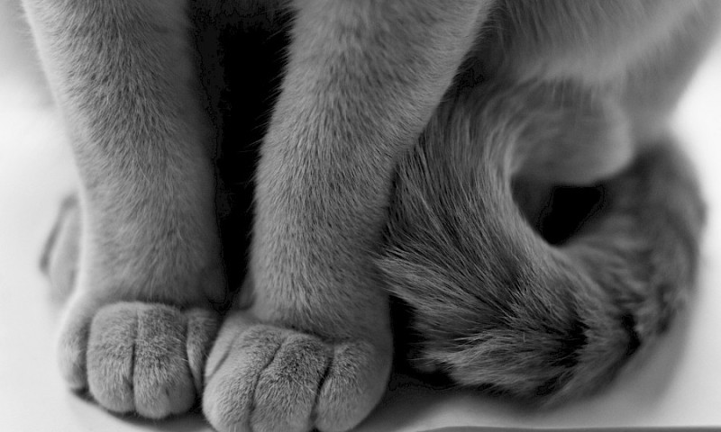 Katzen besuchen - Unterstützung bei Nachkontrollen gesucht