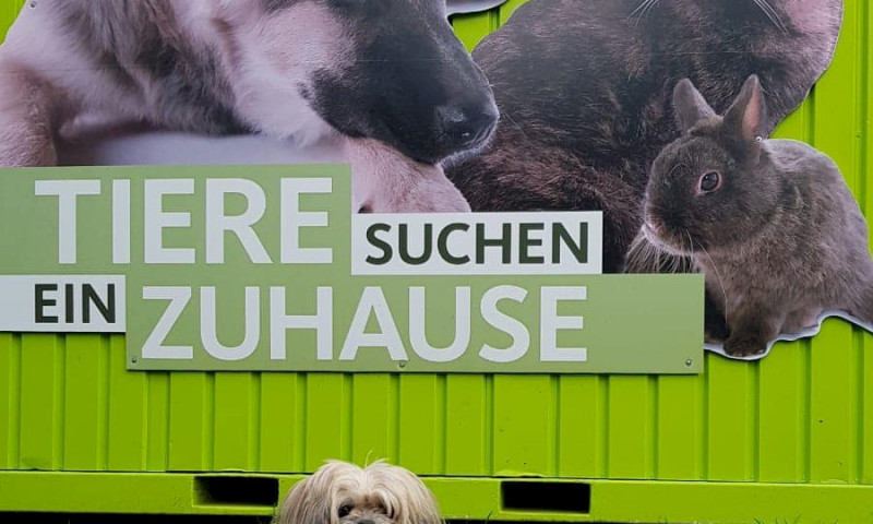Unser Tierheim zu Gast bei "Tiere suchen ein Zuhause"