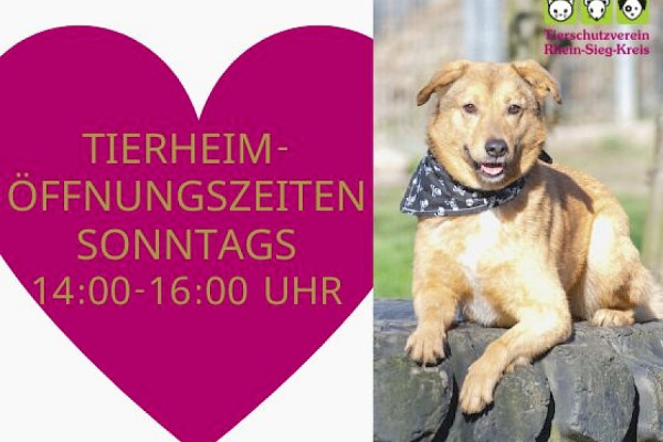 Tierheim wieder sonntags für Besucher geöffnet