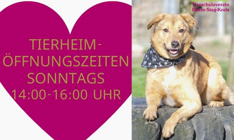 Tierheim wieder sonntags für Besucher geöffnet