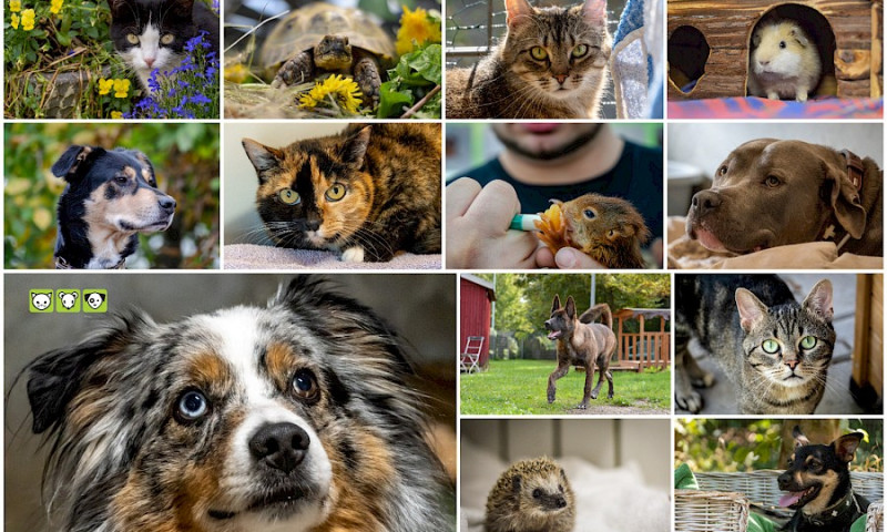 Der Tierheimkalender 2024 ist da