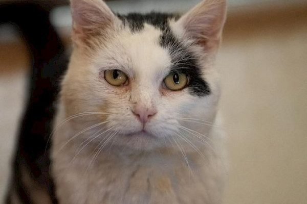Katzenhaus kann wieder geöffnet werden
