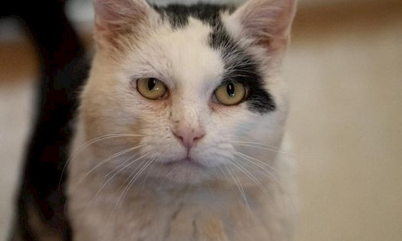 Katzenhaus kann wieder geöffnet werden