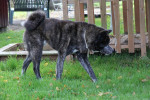 Thor Foto 1