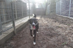 Marley Foto 5