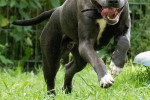 Loui Foto 2