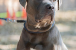 Maximus Foto 4