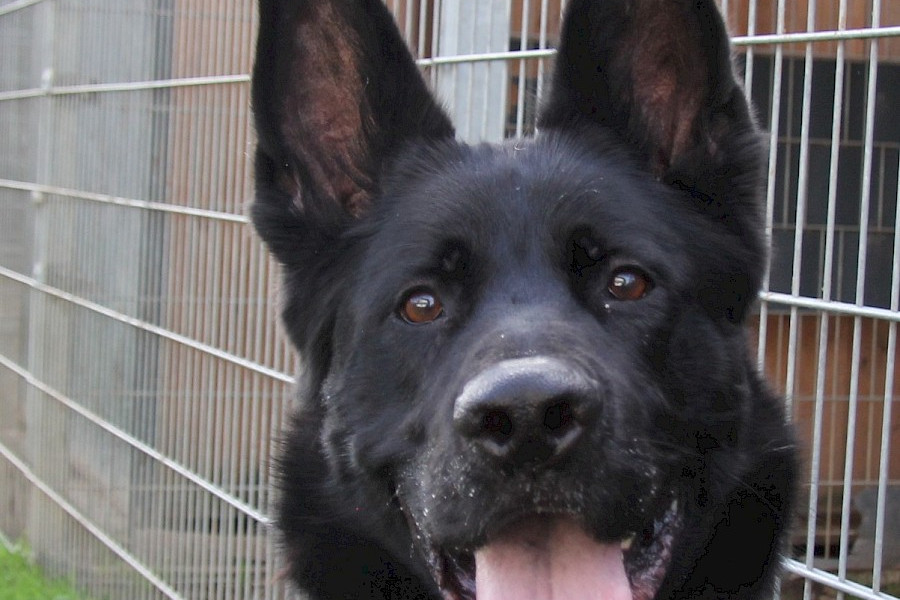 Oskar