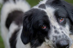 Pongo Foto 1