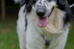 Pongo Foto 5