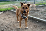 Rollo Foto 1
