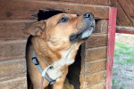 Rollo Foto 3