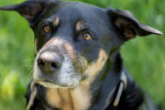 Shila Foto 1