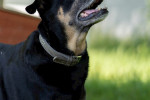 Shila Foto 4