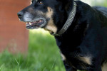 Shila Foto 5