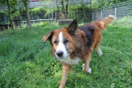 Sparky Foto 2