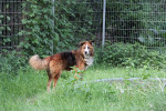 Sparky Foto 3