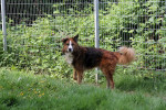 Sparky Foto 4